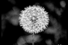 Dandelion in BW