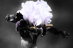 Iris Just a Touch of Color