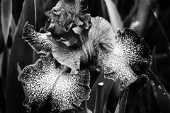 Backyard Plantlife